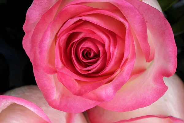 Floral Holiday Card Beautiful Roses Table Close Macro Photography — Stock Photo, Image