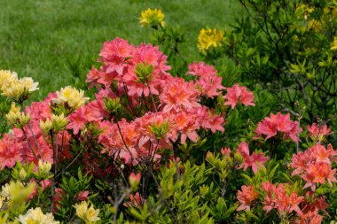 Güneşli bir günde baharda güzel çalı tarlaları.