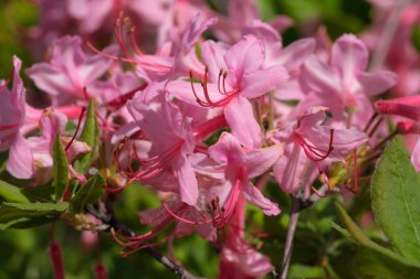 Güneşli bir günde baharda güzel çalı tarlaları.