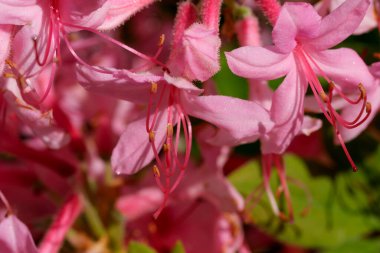 Güneşli bir günde baharda güzel çalı tarlaları.