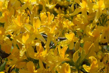 Güneşli bir günde baharda güzel çalı tarlaları.