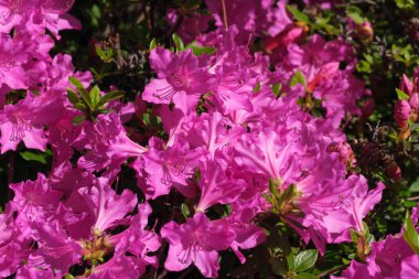 Güneşli bir günde baharda güzel çalı tarlaları.