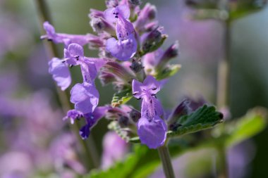 Güneşli bir günde bahar çayırında açmakta olan yabani adaçayı aromalı otlar.
