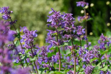Güneşli bir günde bahar çayırında açmakta olan yabani adaçayı aromalı otlar.