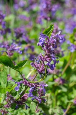 Güneşli bir günde bahar çayırında açmakta olan yabani adaçayı aromalı otlar.