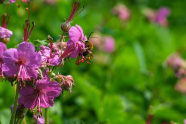 Güneşli bir günde, bir bahar çayırında küçük pembe bir çiçek.