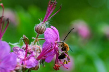 Güneşli bir günde, bir bahar çayırında küçük pembe bir çiçek.