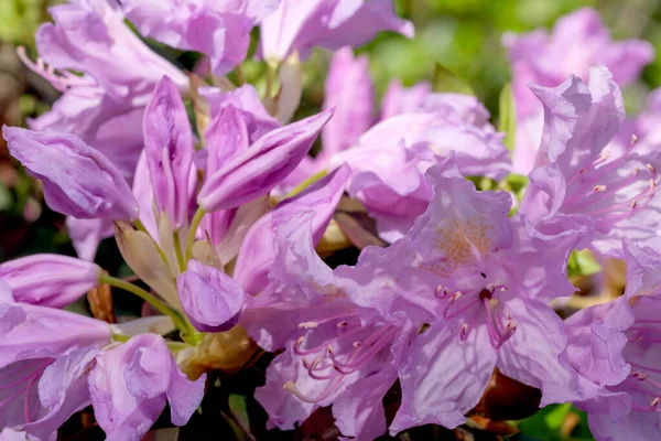 Hermosos Arbustos Florecientes Rododendros Primavera Día Soleado —  Fotos de Stock