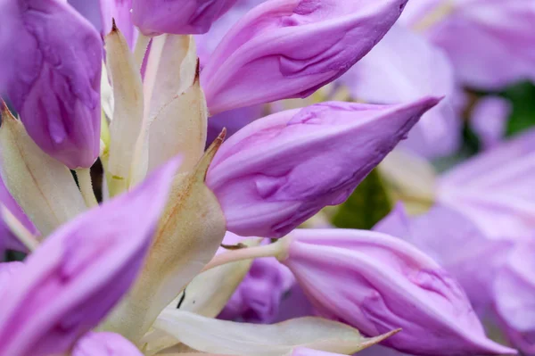 Hermosos Arbustos Florecientes Rododendros Primavera Día Soleado —  Fotos de Stock