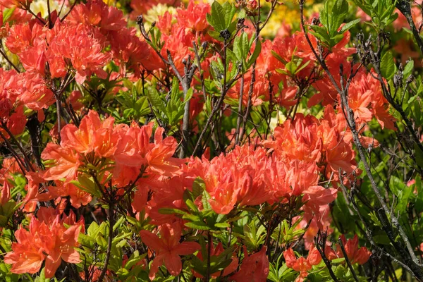 Bellissimi Cespugli Fioriti Rododendri Primavera Una Giornata Sole — Foto Stock