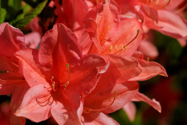 Bellissimi Cespugli Fioriti Rododendri Primavera Una Giornata Sole — Foto Stock