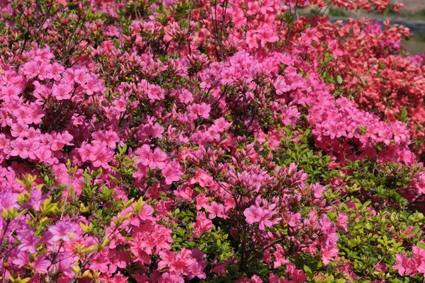 Beautiful Flowering Bushes Rhododendrons Spring Sunny Day — Stock Photo, Image