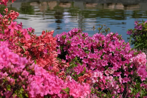 Beautiful Flowering Bushes Rhododendrons Spring Sunny Day — Stock Photo, Image