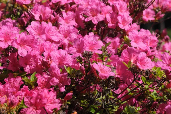 Krásné Kvetoucí Keře Rododendronů Jaře Slunečného Dne — Stock fotografie