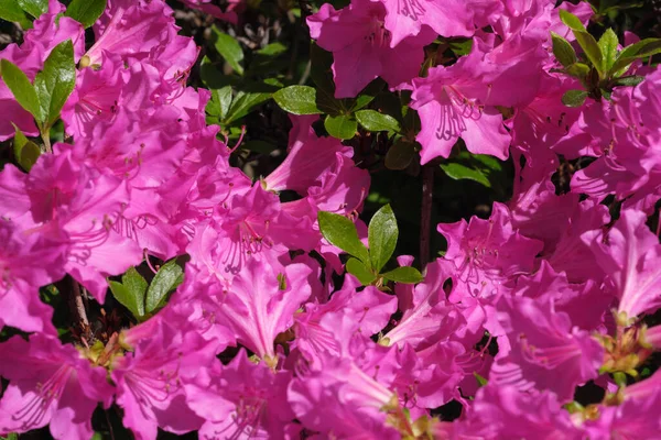 Bellissimi Cespugli Fioriti Rododendri Primavera Una Giornata Sole — Foto Stock