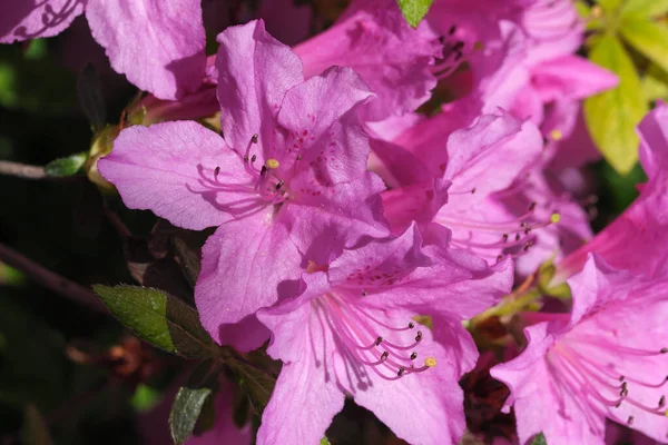 Beautiful Flowering Bushes Rhododendrons Spring Sunny Day — Stock Photo, Image