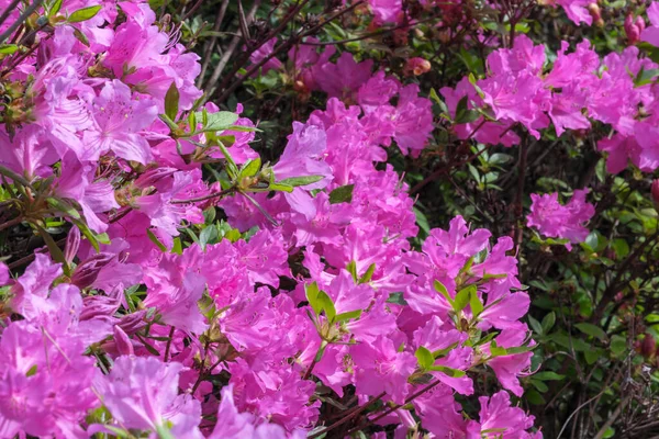 Beautiful Flowering Bushes Rhododendrons Spring Sunny Day — Stock Photo, Image