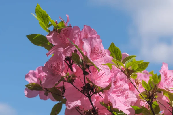 Kaunis Kukkivat Pensaat Alppiruusuja Keväällä Aurinkoisena Päivänä — kuvapankkivalokuva