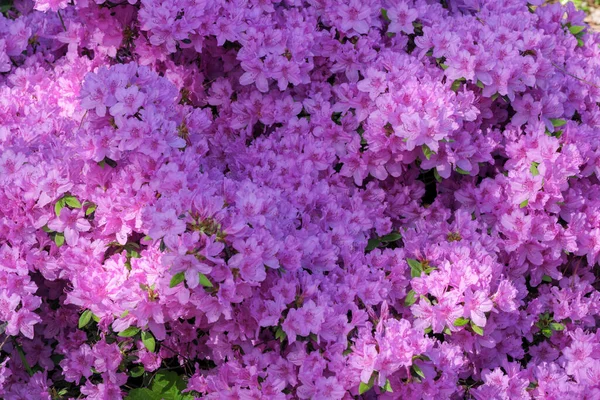 Beautiful Flowering Bushes Rhododendrons Spring Sunny Day — Stock Photo, Image