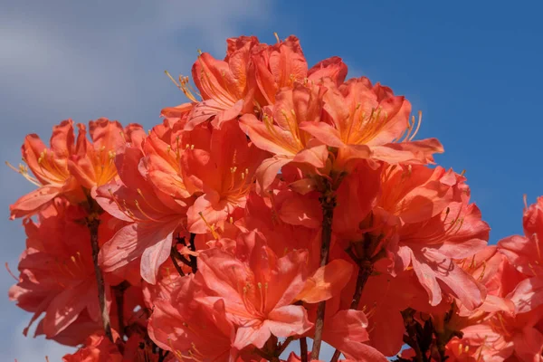 Bellissimi Cespugli Fioriti Rododendri Primavera Una Giornata Sole — Foto Stock