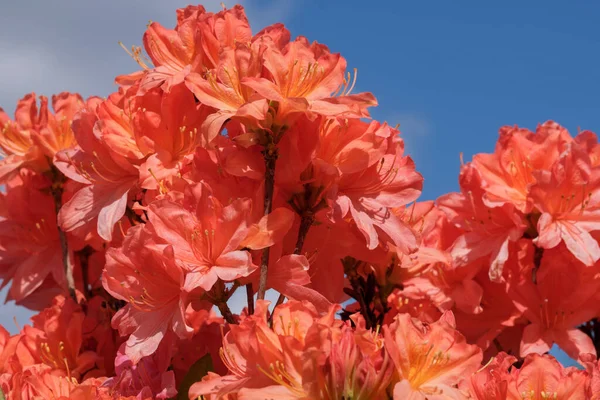 Bellissimi Cespugli Fioriti Rododendri Primavera Una Giornata Sole — Foto Stock