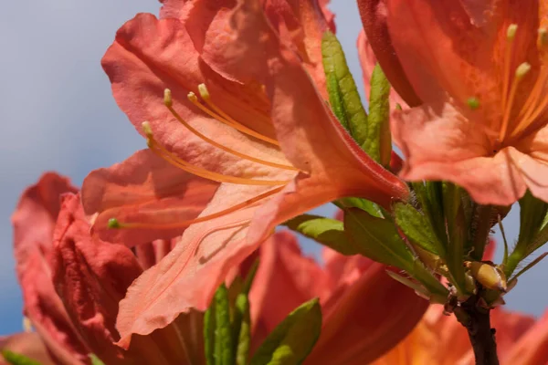 Belos Arbustos Floridos Rododendros Primavera Dia Ensolarado — Fotografia de Stock