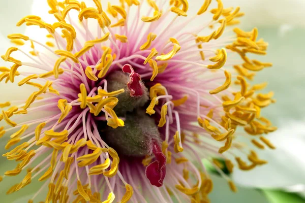 Stamens Pistils White Peony Flower Close Sunny Day Macro Photography — Stock Photo, Image