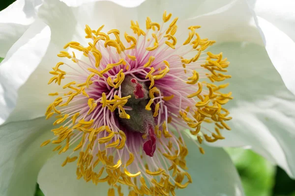 Meeldraden Stampers Van Witte Pioenbloem Close Een Zonnige Dag Macro — Stockfoto