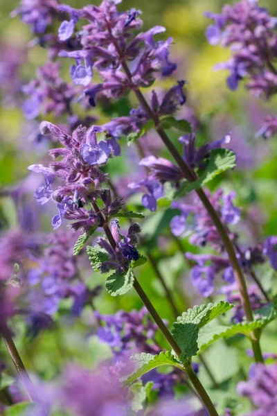 Blooming Wild Sage Aromatic Herb Spring Meadow Sunny Day — Stock Photo, Image