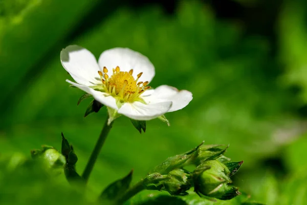 Strawberry Blossoms Close Spring Meadow Sunny Day Macro Photography — Stock Photo, Image