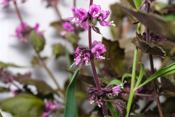 Fragrant spice herb basil purple blooms in the garden close-up macro photography