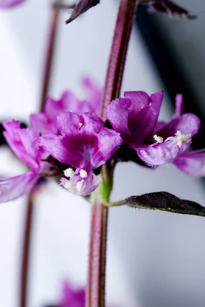 Illatos Fűszer Gyógynövény Bazsalikom Lila Virágok Kertben Közelkép Makró Fotózás — Stock Fotó