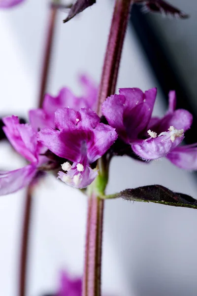 Fragrant Spice Herb Basil Purple Blooms Garden Close Macro Photography — Stock Photo, Image