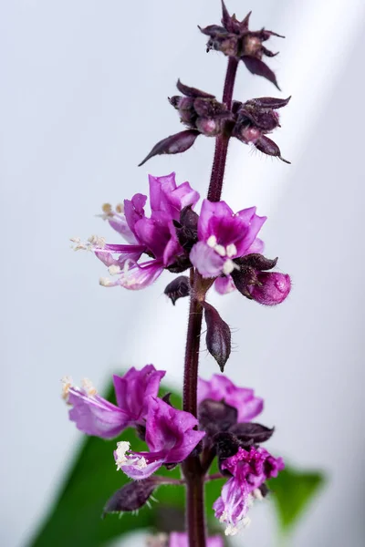 芬芳的香草罗勒紫花在花园中的近距离宏观摄影 — 图库照片