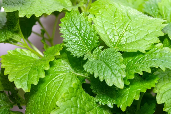 Fragrant Spicy Herb Mint Lemon Balm Young Leaves Close Macro — Stock Photo, Image