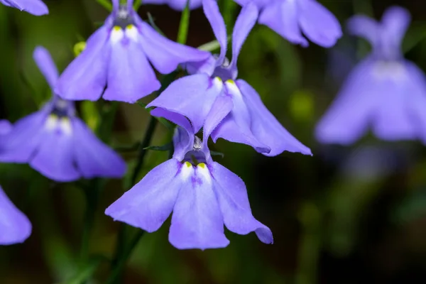 Pequeño Azul Interior Balcón Flores Lobelia Erinus Primer Plano Macro — Foto de Stock