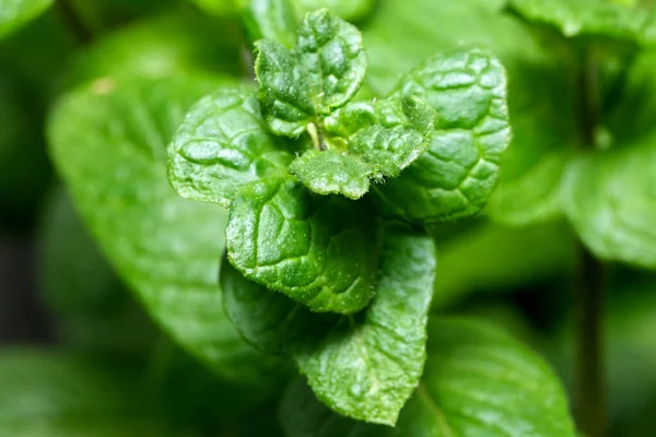 Młode Pędy Liście Aromatycznej Miętówki Makro Fotografii — Zdjęcie stockowe