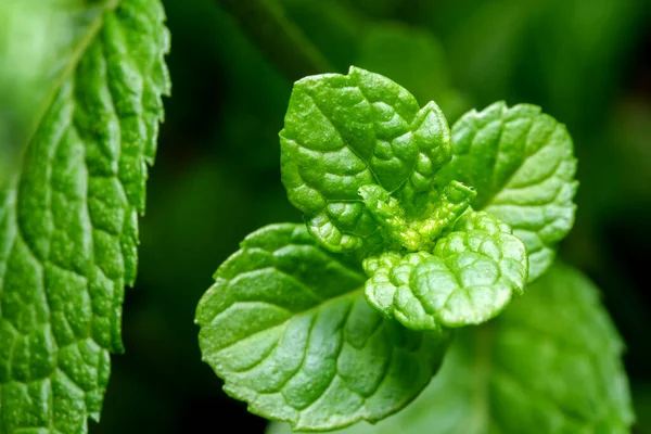 Young Shoots Leaves Aromatic Peppermint Close Macro Photography — Stock Photo, Image