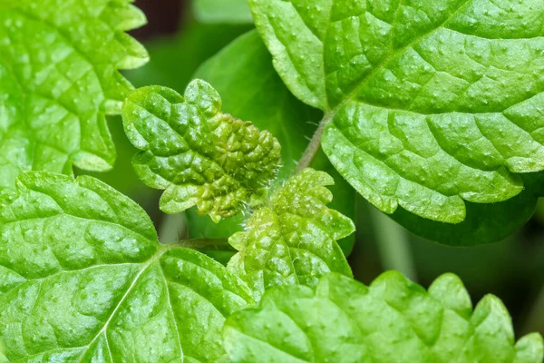 Fragrant Spicy Herb Mint Lemon Balm Young Leaves Close Macro — Stock Photo, Image