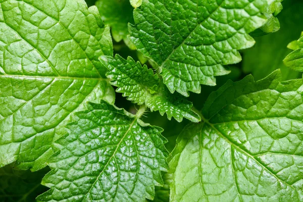 Fragrant Spicy Herb Mint Lemon Balm Young Leaves Close Macro — Stock Photo, Image