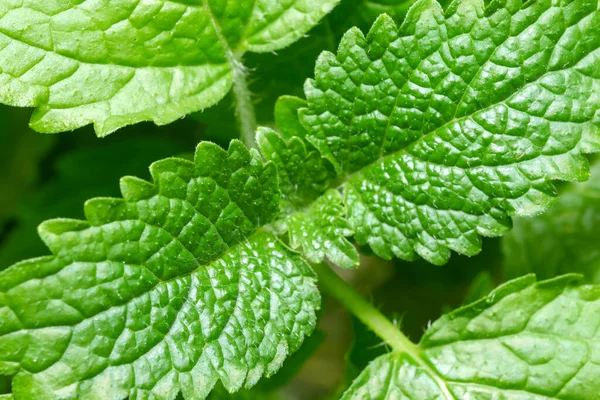 Fragrant Spicy Herb Mint Lemon Balm Young Leaves Close Macro — Stock Photo, Image