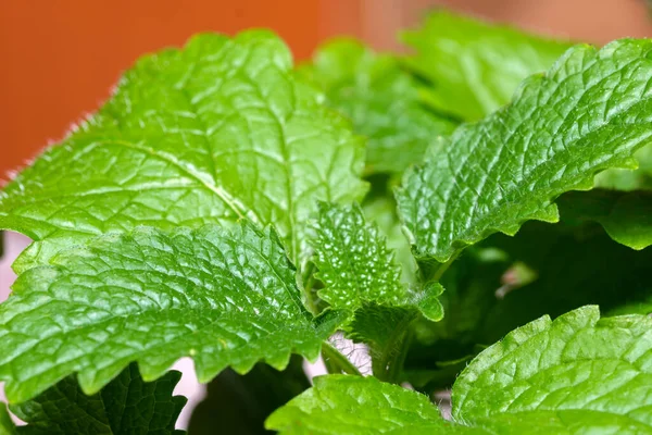 Baharatlı Baharatlı Naneli Limonlu Taze Yapraklı Makro Fotoğrafçılık — Stok fotoğraf