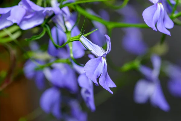 Small Blue Indoor Balcony Flowers Lobelia Erinus Close Macro Photography — Stock Photo, Image