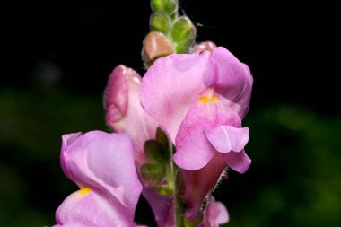 Güzel yaz çiçekleri bir bahçe bahçesinde yakın plan çekimleri güneşli bir yaz gününde