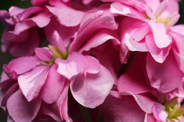 Güzel yaz çiçekleri bir bahçe bahçesinde yakın plan çekimleri güneşli bir yaz gününde