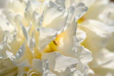 Güzel çiçek bitkisi resmi şakayık çiçekli yakın çekim makro fotoğraf.