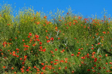 Mavi gökyüzünün altında çimlerle kaplanmış yeşil tepe, güneşli bir yaz gününde açan kırmızı gelincikli bulutlar.
