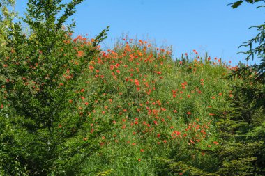 Mavi gökyüzünün altında çimlerle kaplanmış yeşil tepe, güneşli bir yaz gününde açan kırmızı gelincikli bulutlar.