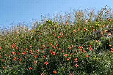 Mavi gökyüzünün altında çimlerle kaplanmış yeşil tepe, güneşli bir yaz gününde açan kırmızı gelincikli bulutlar.