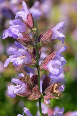 Çeşitli yetiştirilmiş adaçayı. Güneşli bir yaz gününde tıbbi aromalı bitki tomurcuklanır.